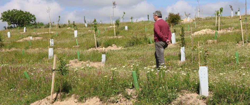 REFORESTACIÓN PARQUE DE BUENAVISTA